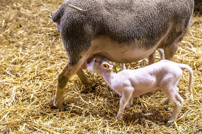 Agneau Lacaune viande sous la mère ©LAETIS - Johan BARROT