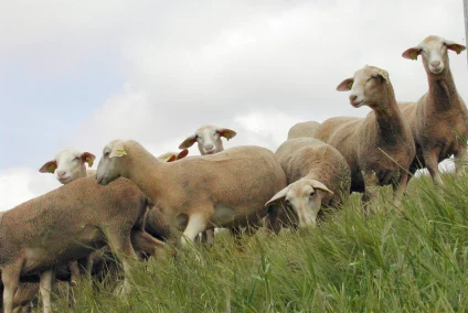 Agnelles Lacaune viande au pâturage - UPRA Lacaune