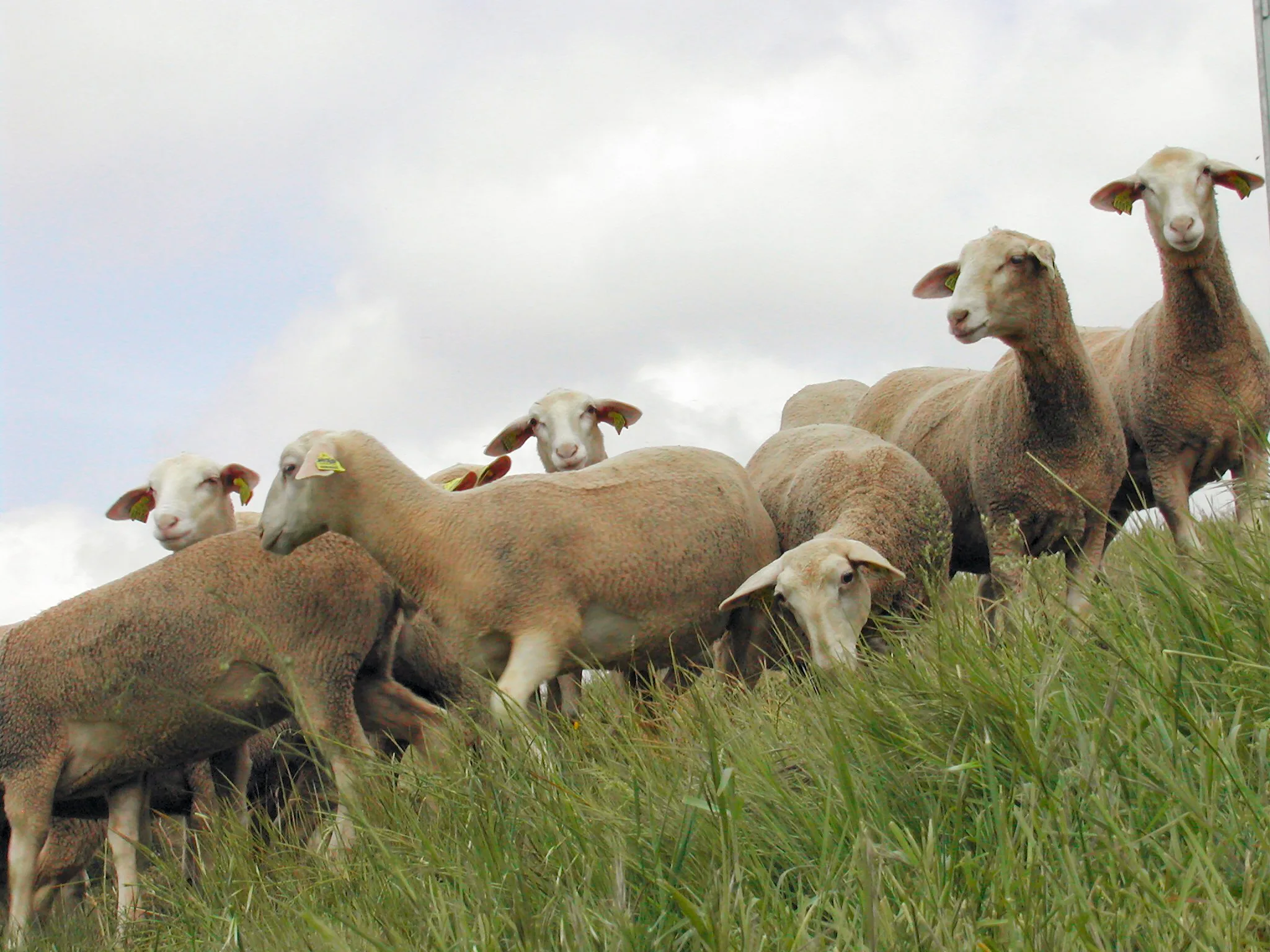 Agnelles Lacaune viande au pâturage - UPRA Lacaune