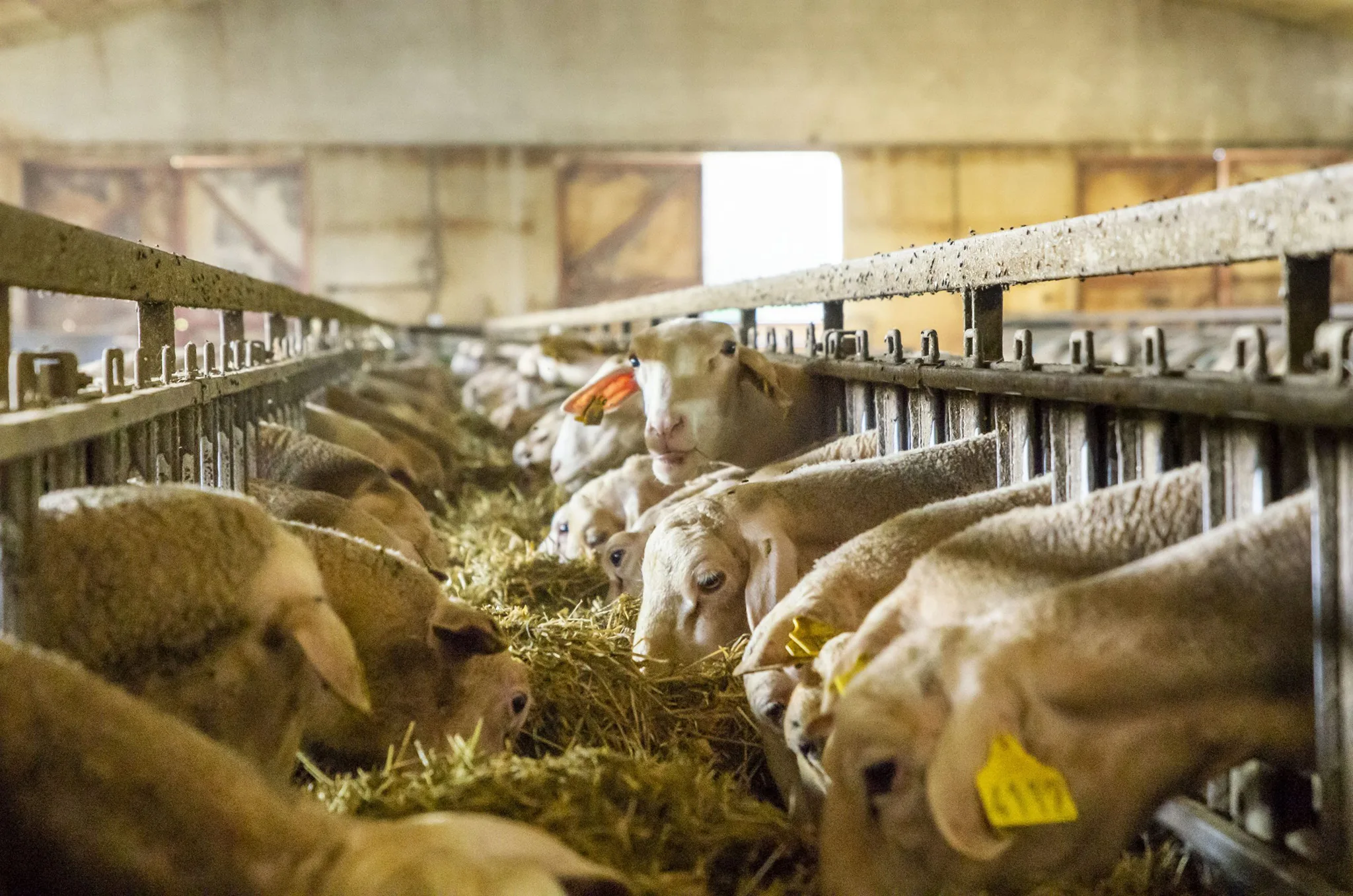 Alimentation des brebis Lacaune lait ©LAETIS - Johan BARROT