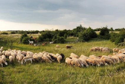 Pâturage Races à petits effectifs -©L'Association des éleveurs de brebis & béliers