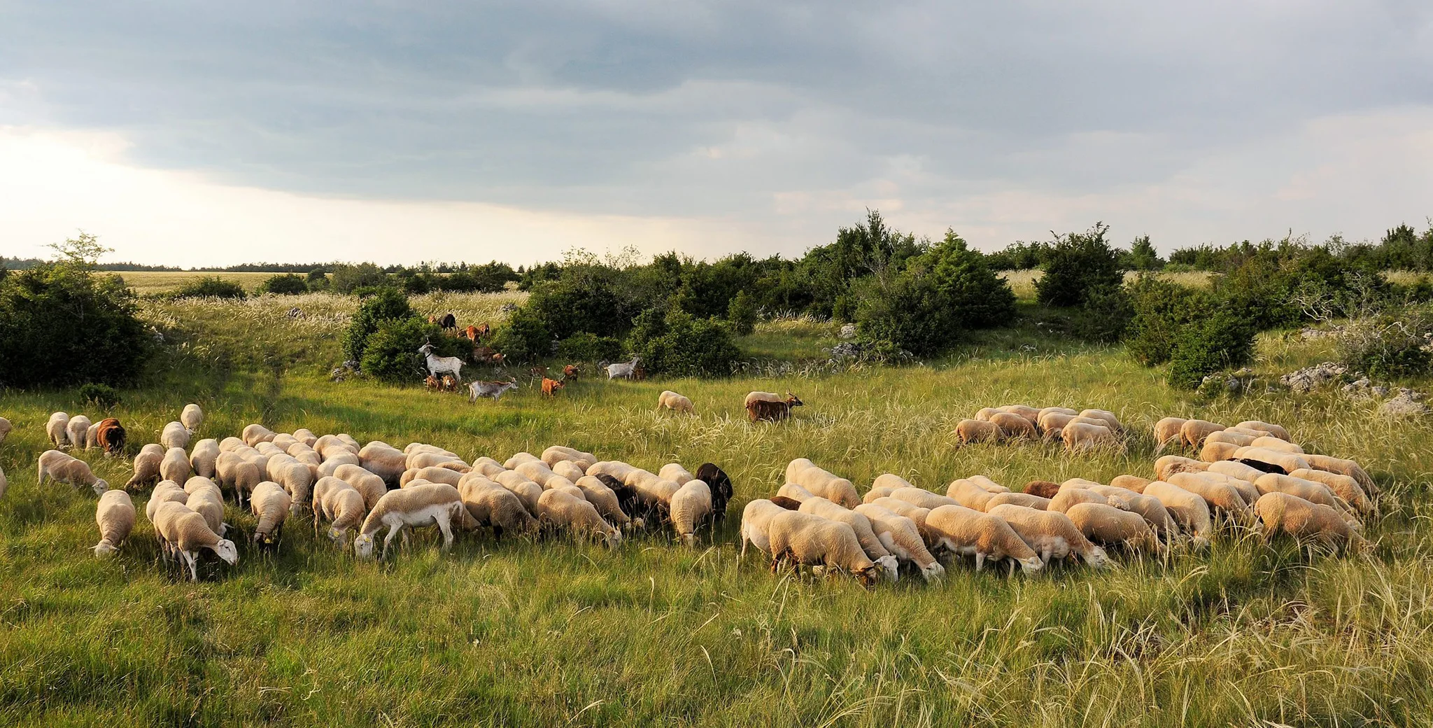 Pâturage Races à petits effectifs -©L'Association des éleveurs de brebis & béliers