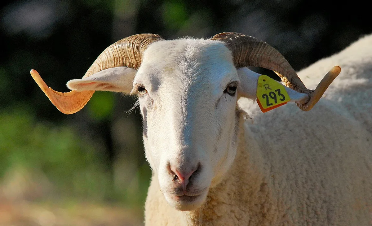 Raïole -©L'Association des éleveurs de brebis & béliers