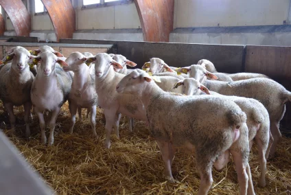 Béliers Lacaune Viande en SCI- UPRA Lacaune