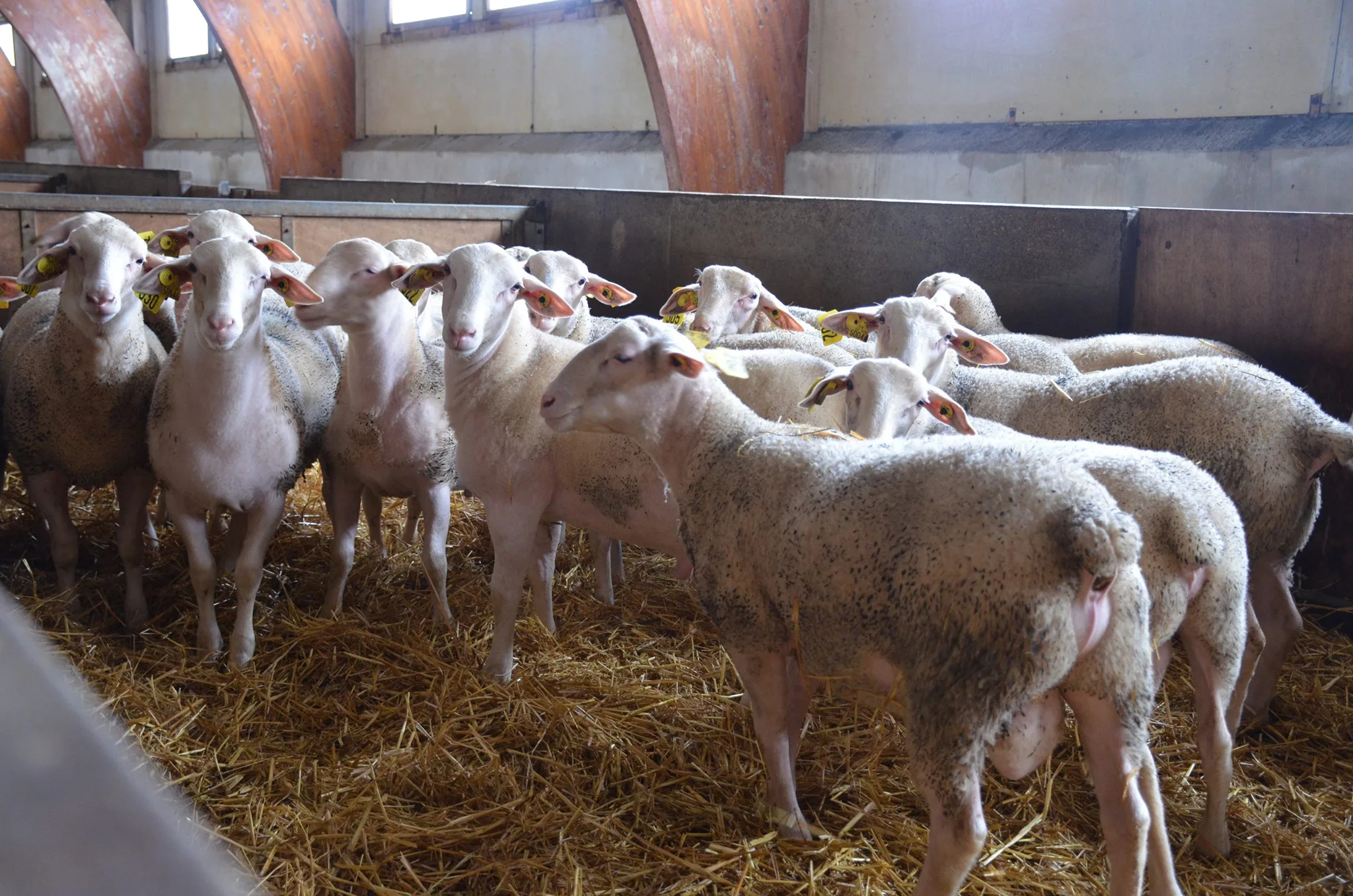 Béliers Lacaune Viande en SCI- UPRA Lacaune