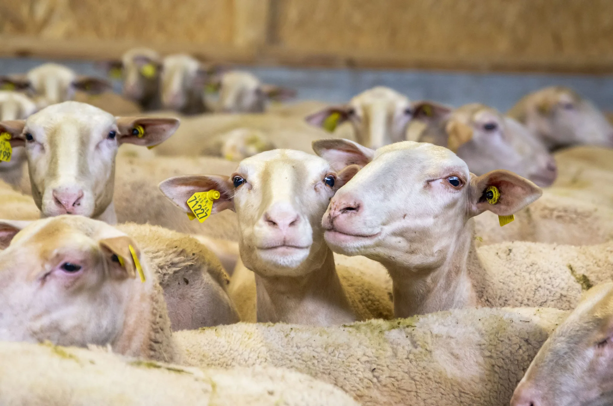 brebis Lacaune viande en bergerie ©LAETIS - Johan BARROT