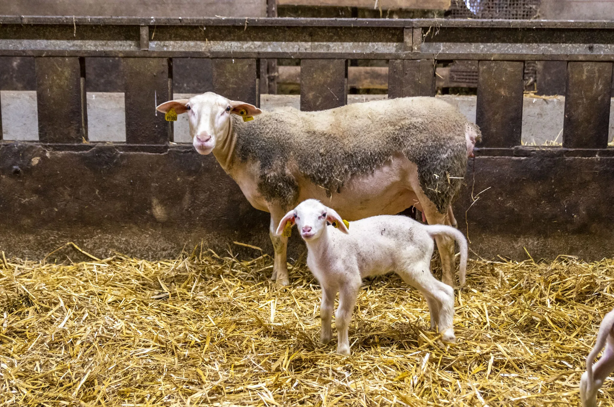 Brebis viande - UPRA Lacaune