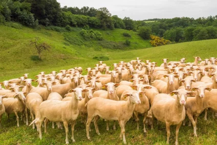 Brebis Lacaune Viande au pâturage ©LAETIS - Johan BARROT