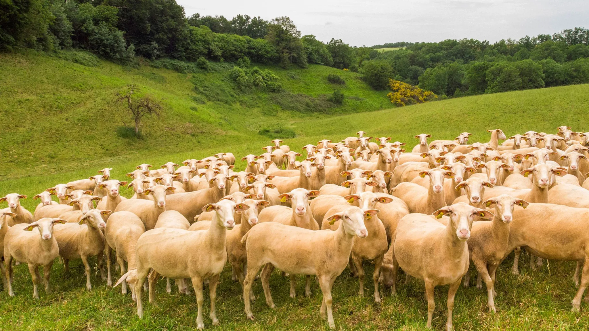 Brebis Lacaune Viande au pâturage ©LAETIS - Johan BARROT