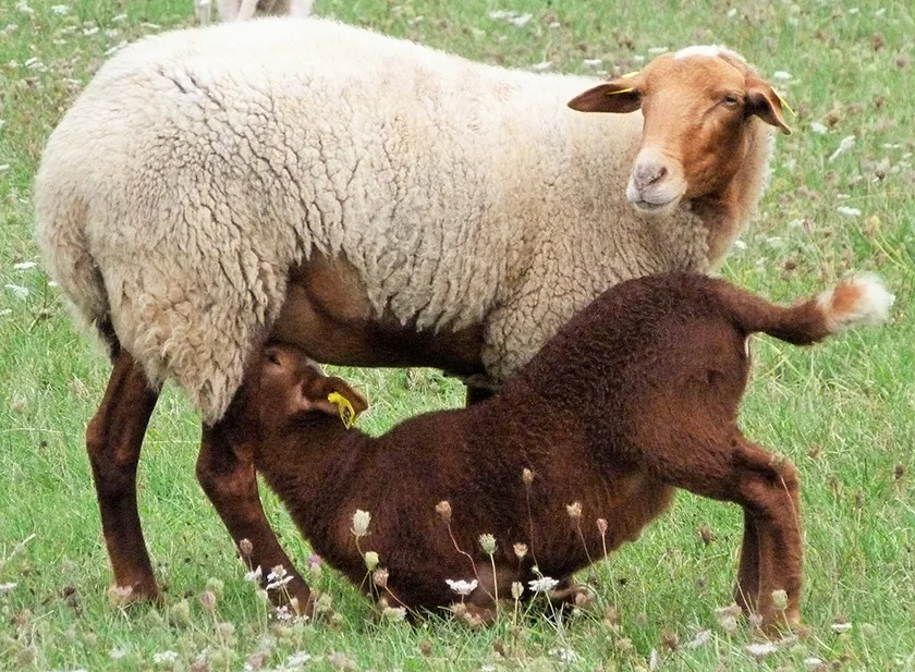 Rouge du Roussillon -©L'Association des éleveurs de brebis & béliers