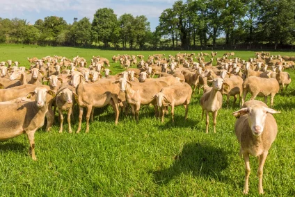 Brebis Lacaune lait au pâturage ©LAETIS - Johan BARROT