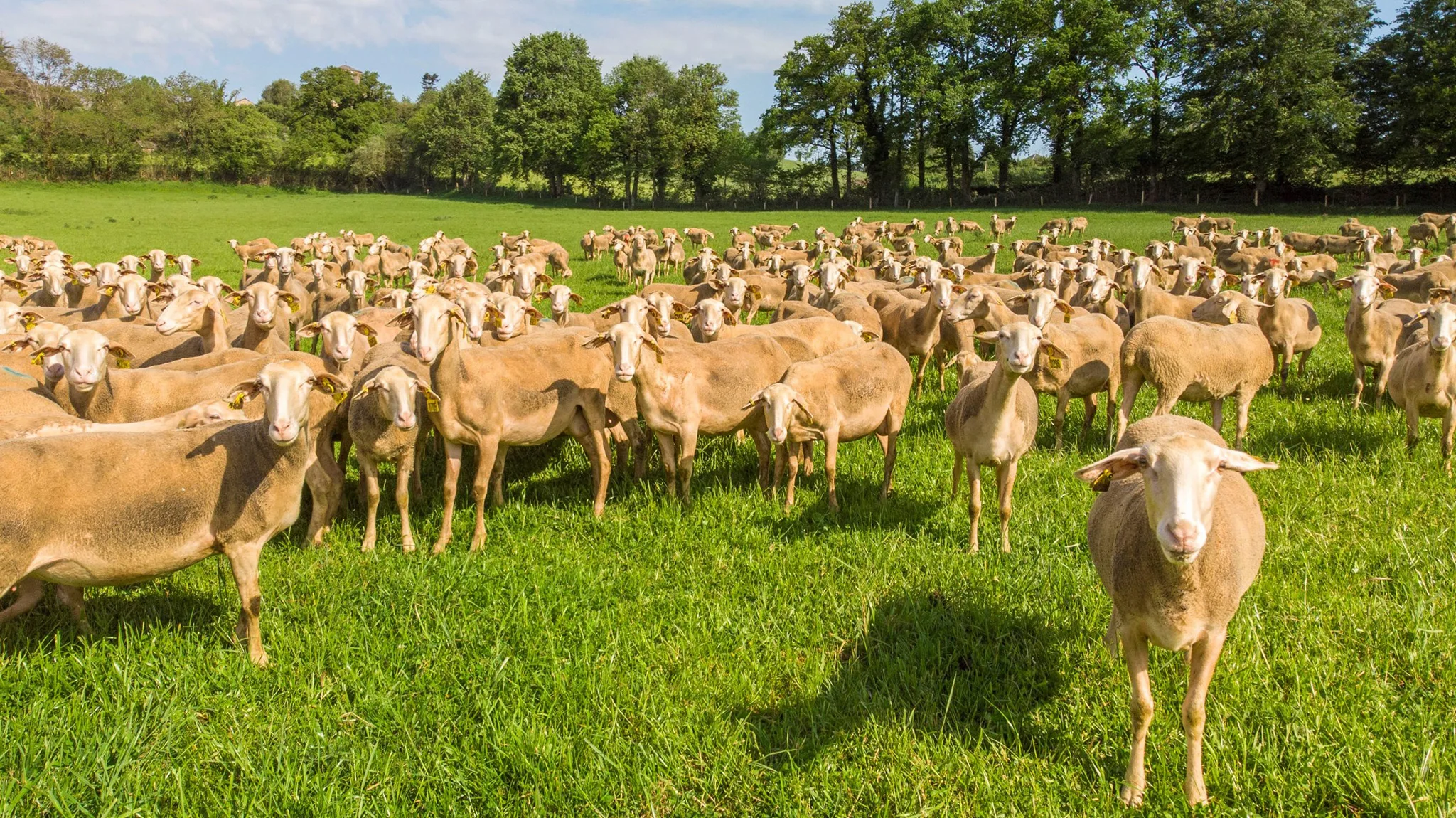 Brebis Lacaune lait au pâturage ©LAETIS - Johan BARROT