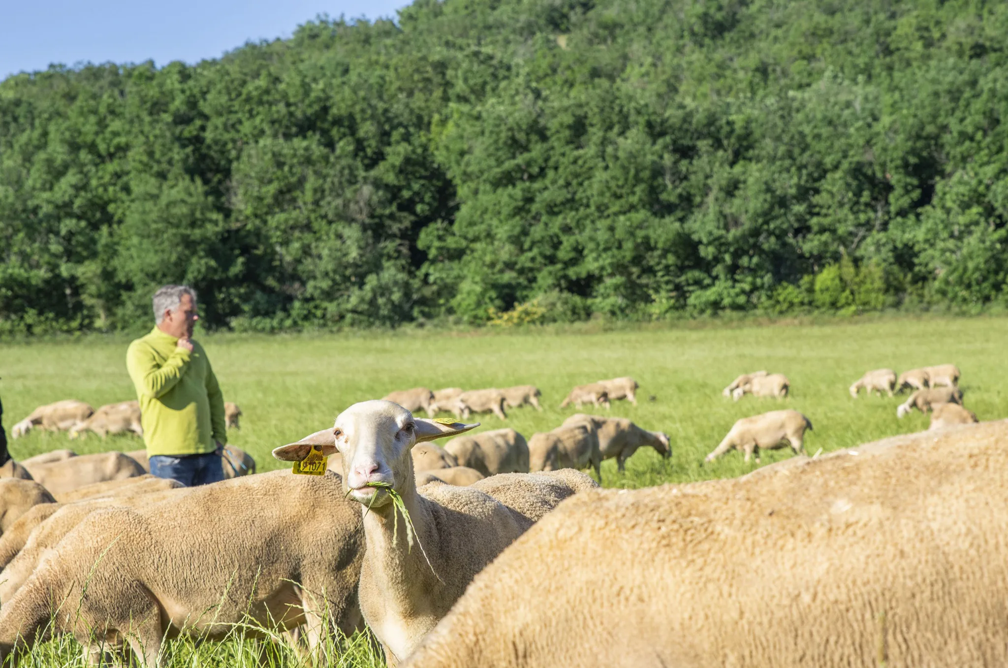 Brebis Lacaune lait au pâturage ©LAETIS - Johan BARROT