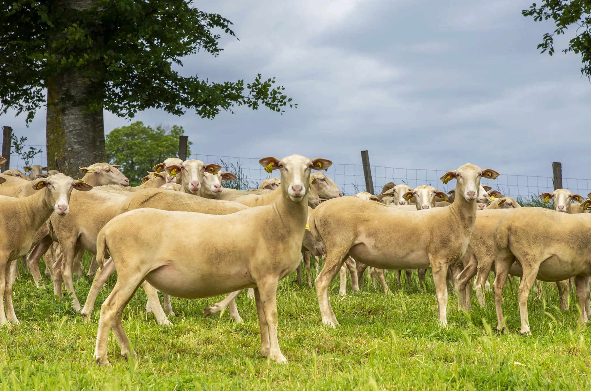 Brebis viande - UPRA Lacaune