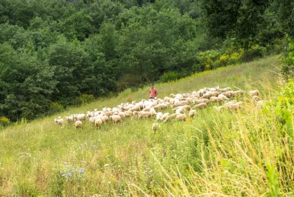 Brebis Lacaune viande au pâturage ©LAETIS - Johan BARROT