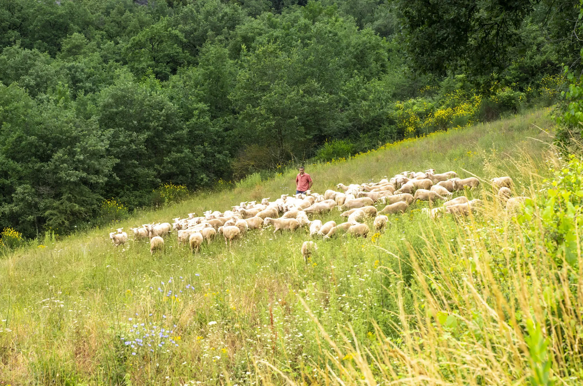 Brebis Lacaune viande au pâturage ©LAETIS - Johan BARROT