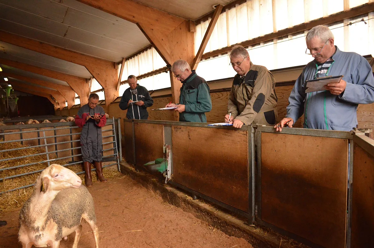 Qualification des béliers Lacaune Lait en centre d'élevage