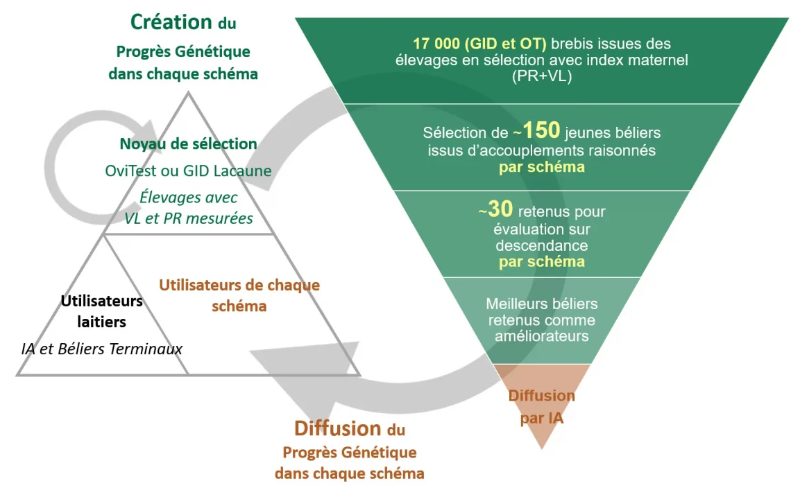 Schéma de sélection Lacaune Viande - UPRA Lacaune